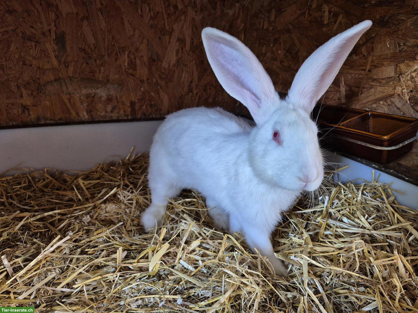 Bild 3: Junger Belgische Riesen Kaninchen Mix, weiss
