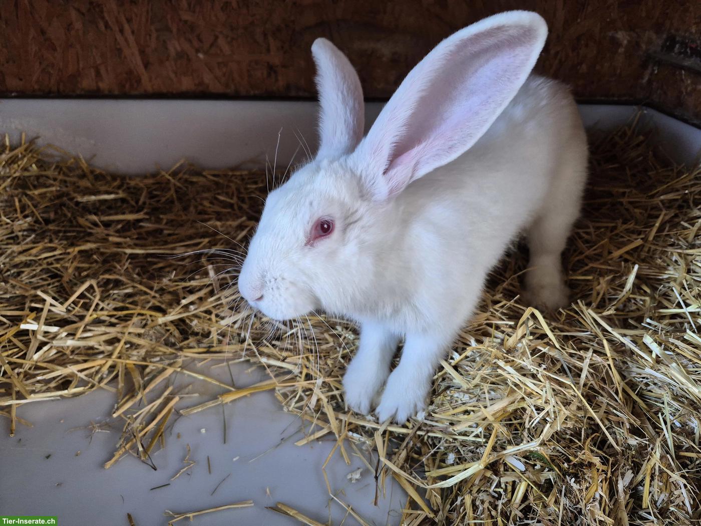Bild 4: Junger Belgische Riesen Kaninchen Mix, weiss