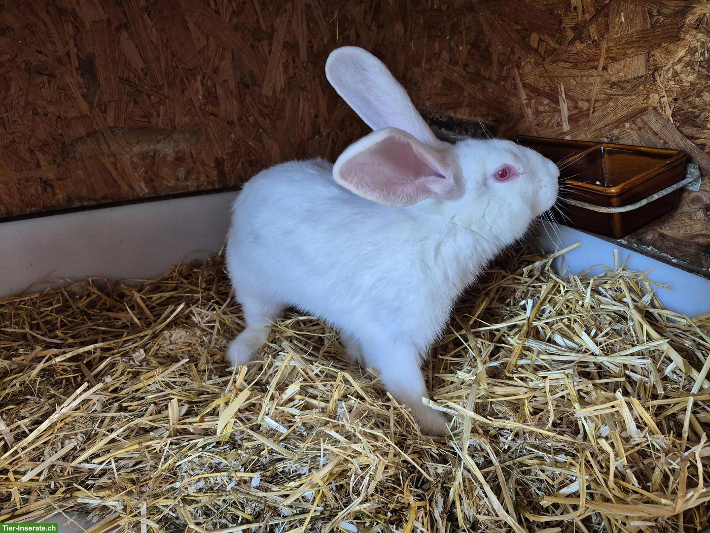 Bild 5: Junger Belgische Riesen Kaninchen Mix, weiss