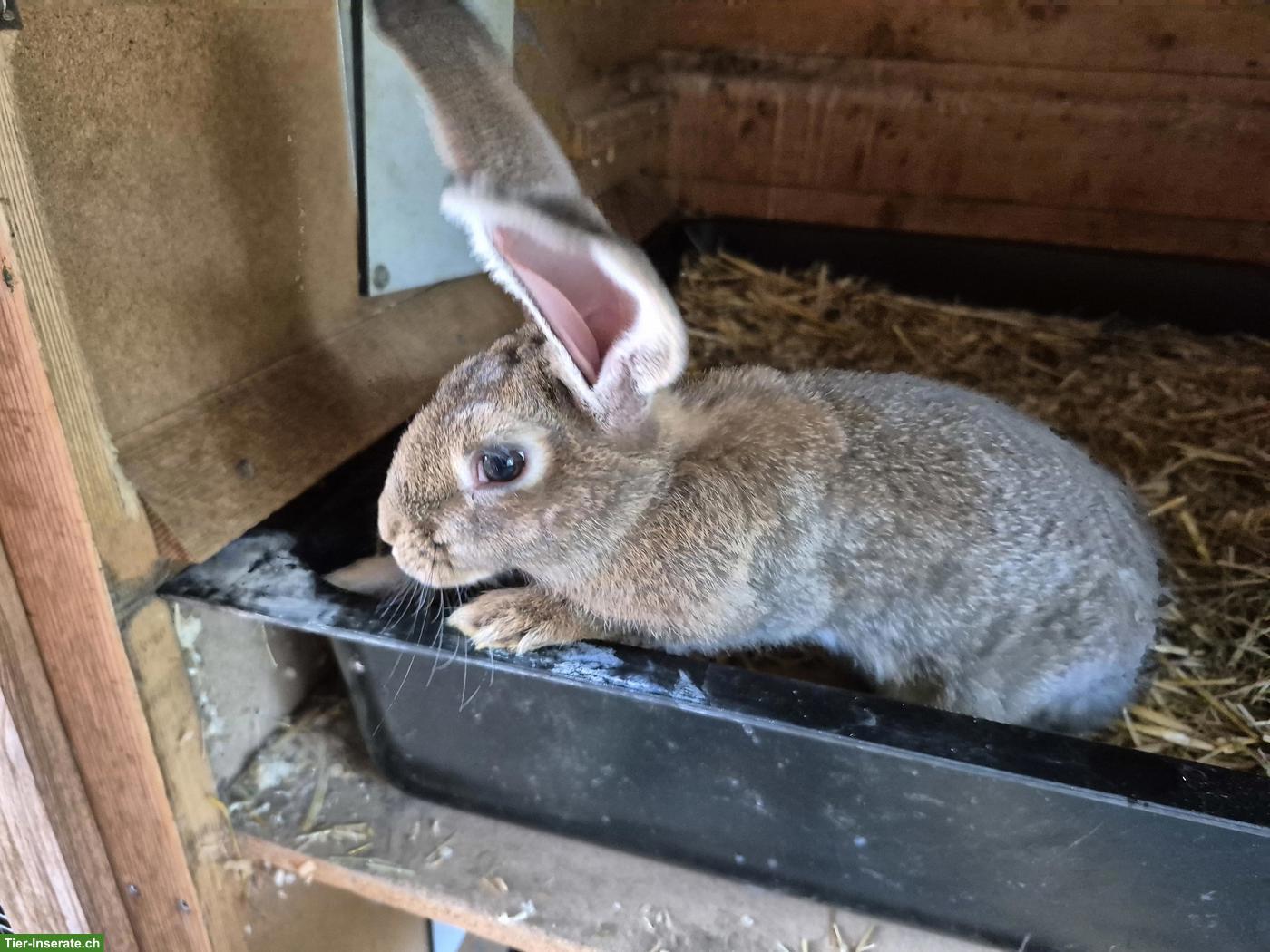 Junger Belgische Riesen Kaninchen Mix, Weibchen