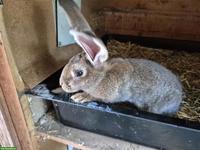 Junger Belgische Riesen Kaninchen Mix, Weibchen
