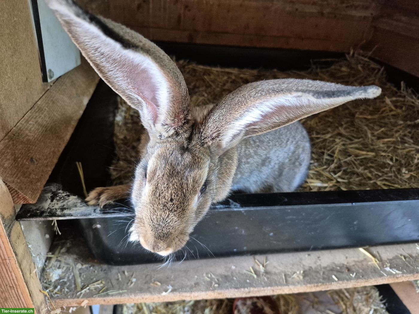 Bild 2: Junger Belgische Riesen Kaninchen Mix, Weibchen
