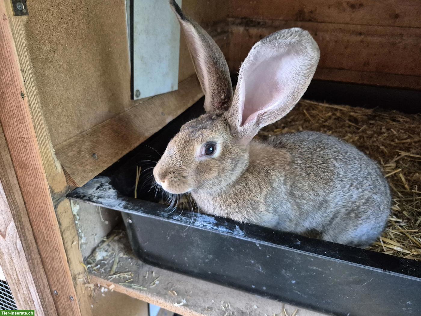 Bild 3: Junger Belgische Riesen Kaninchen Mix, Weibchen