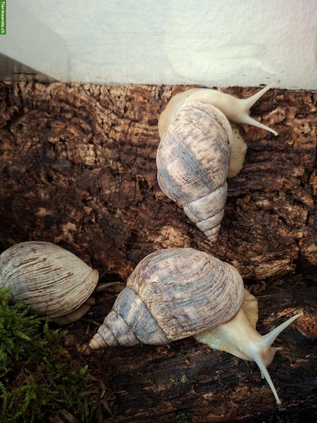 Lissachatina reticulata, Afrikanische Riesenschnecken