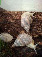 Lissachatina reticulata, Afrikanische Riesenschnecken