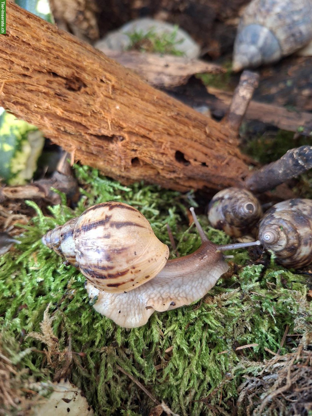 Bild 2: Lissachatina reticulata, Afrikanische Riesenschnecken