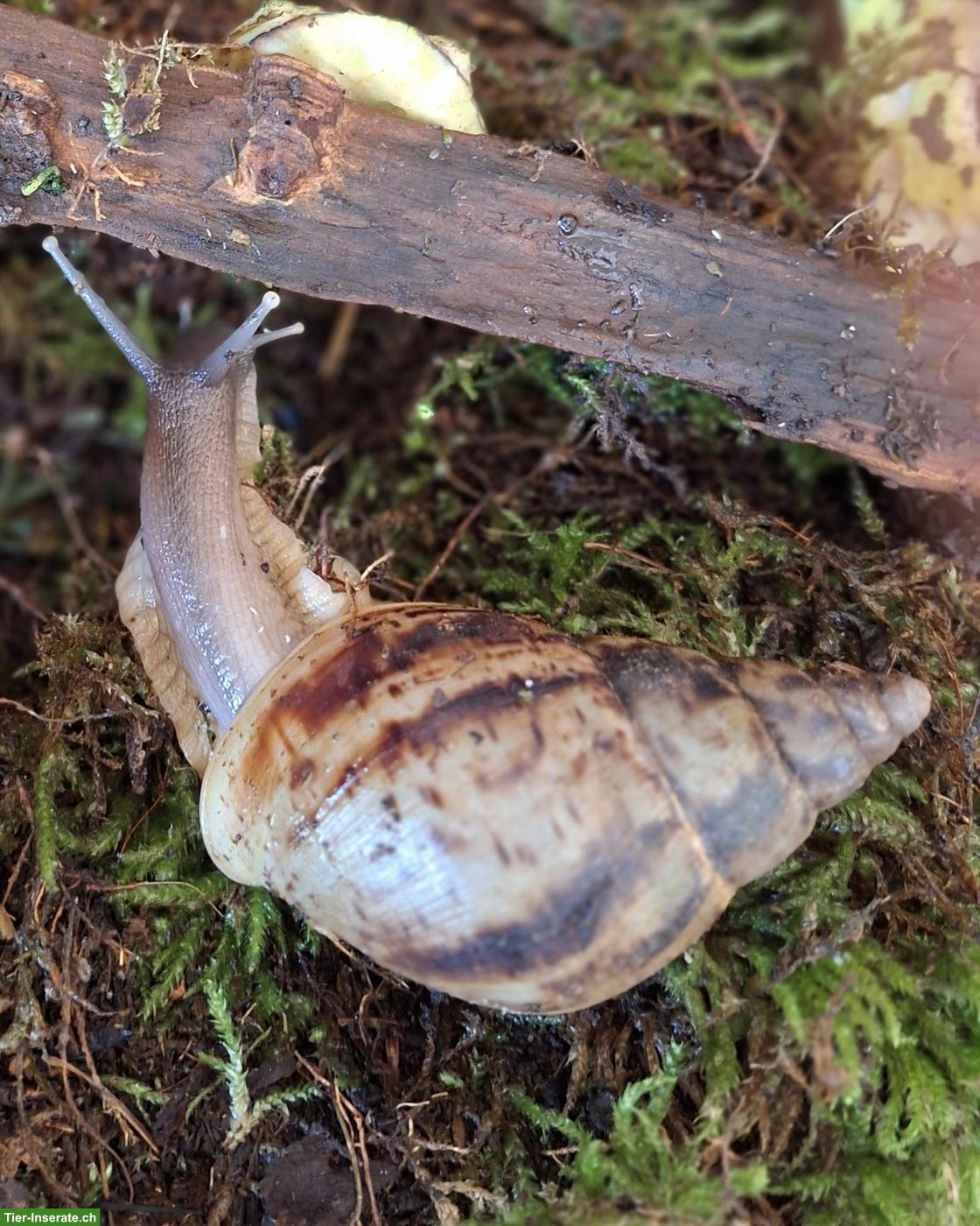 Bild 3: Lissachatina reticulata, Afrikanische Riesenschnecken