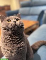 BKH Kater Simba sucht liebevolles Zuhause