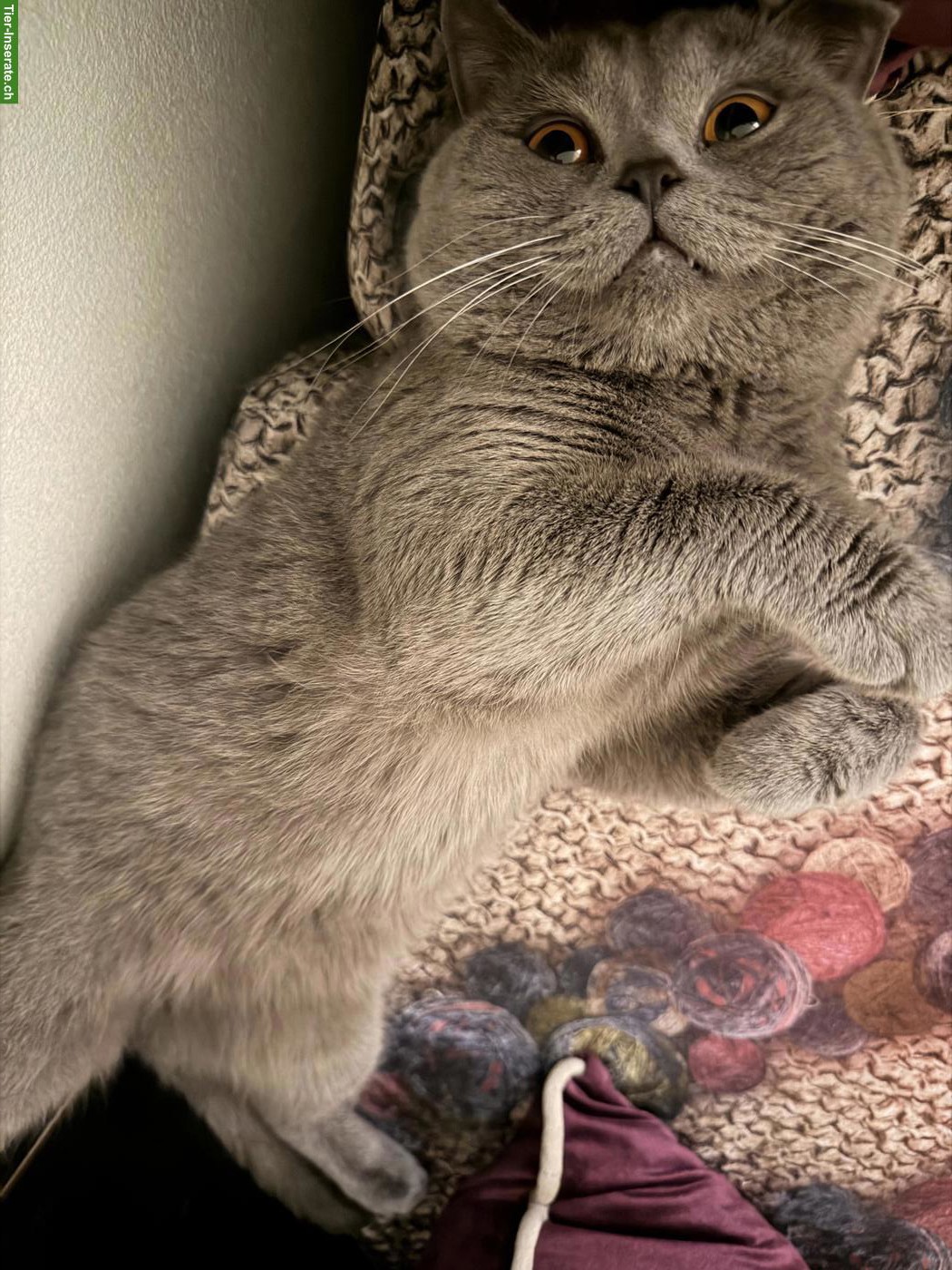 Bild 3: BKH Kater Simba sucht liebevolles Zuhause