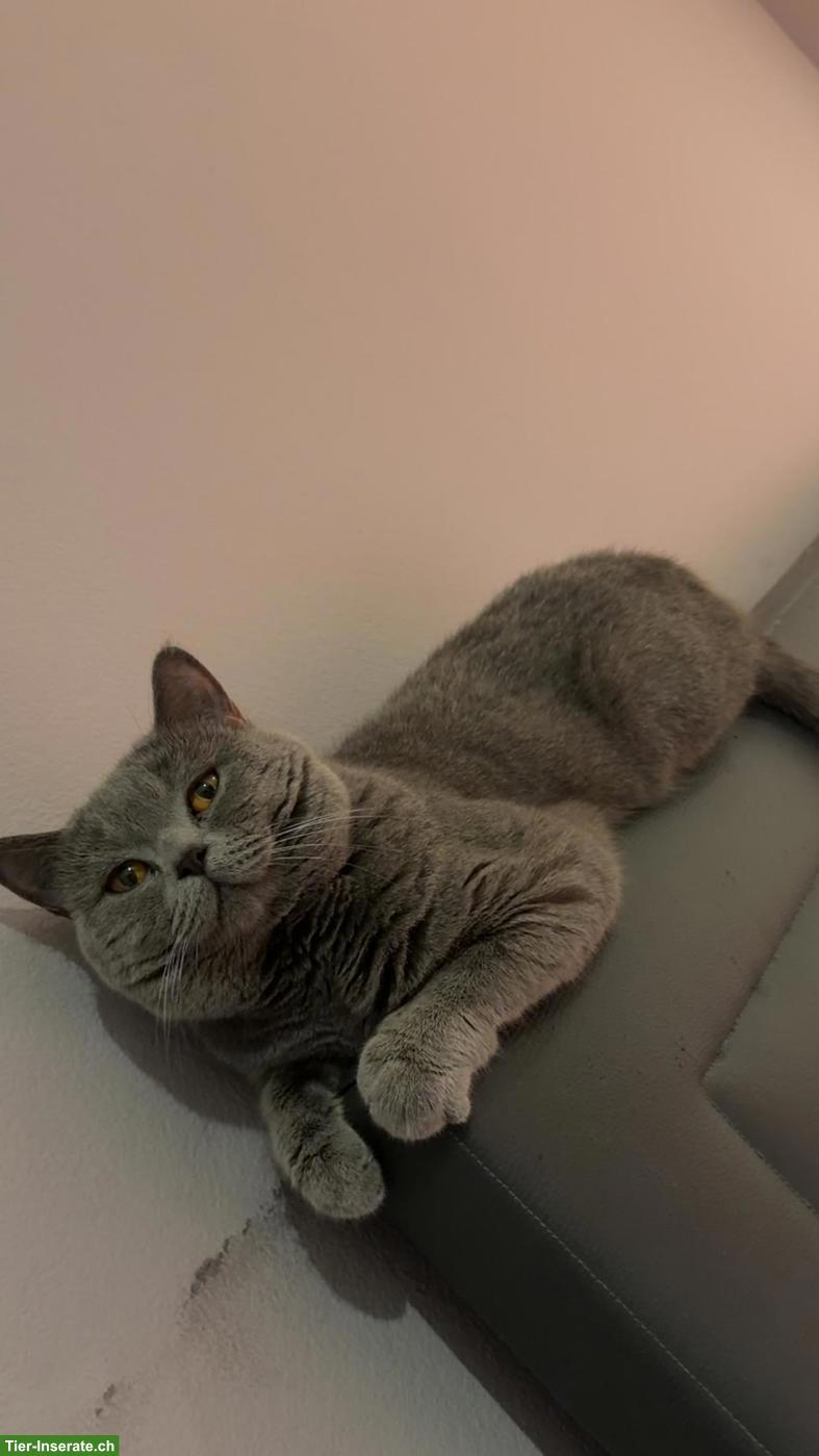 Bild 4: BKH Kater Simba sucht liebevolles Zuhause