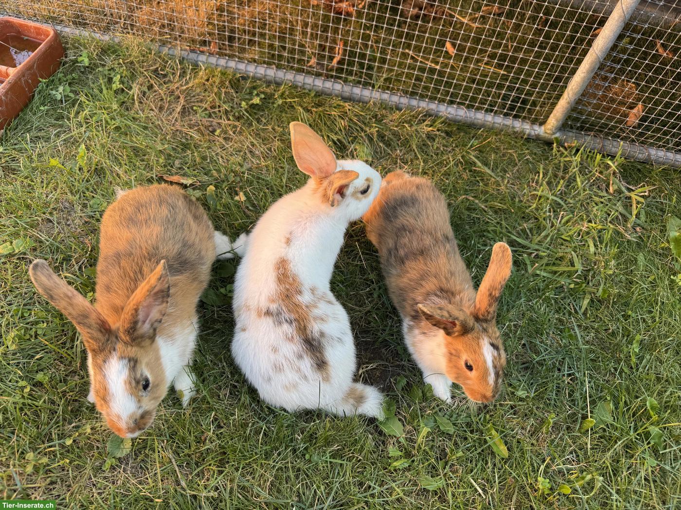 Junge süsse Kaninchen in verschiedenen Grössen & Rassen