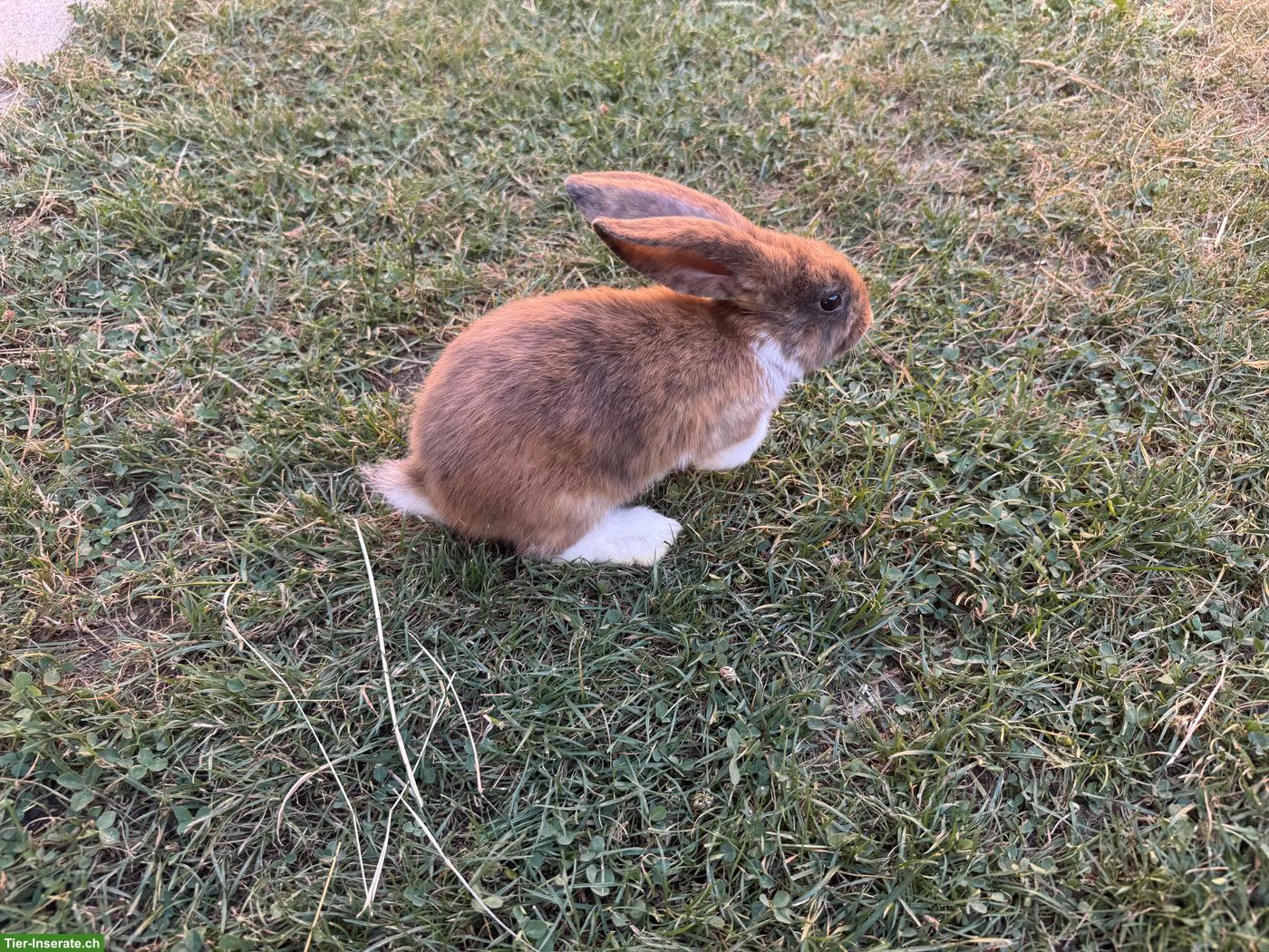 Bild 2: Junge süsse Kaninchen in verschiedenen Grössen & Rassen