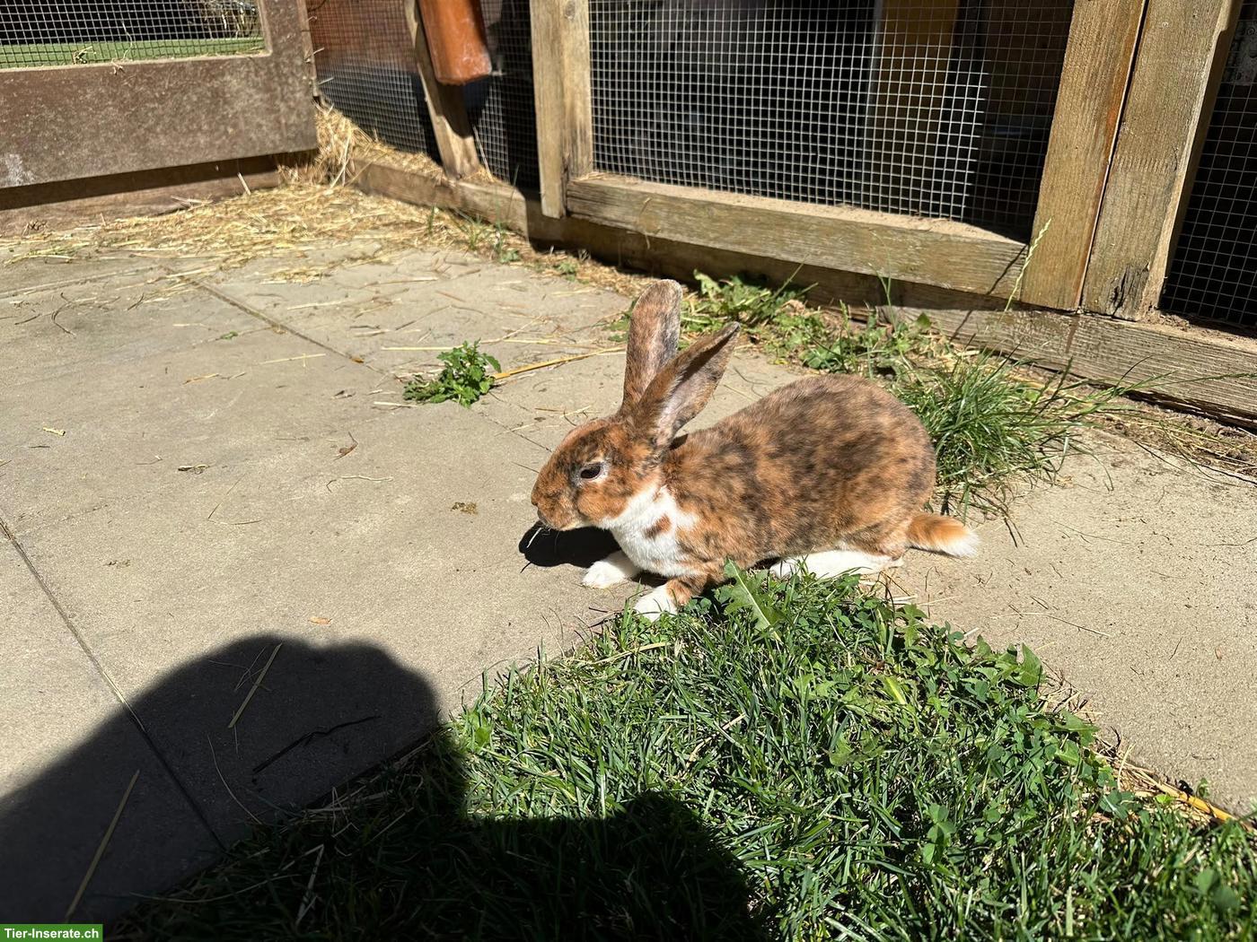 Bild 3: Junge süsse Kaninchen in verschiedenen Grössen & Rassen