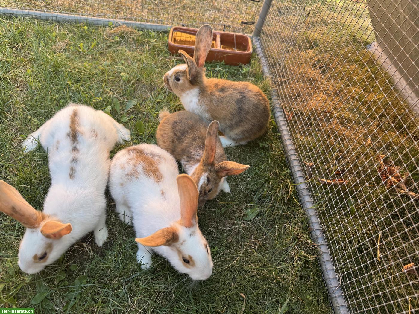 Bild 5: Junge süsse Kaninchen in verschiedenen Grössen & Rassen