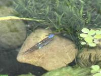 Regenbogenelritzen (Notropis chrosomus) aus Hobbyzucht