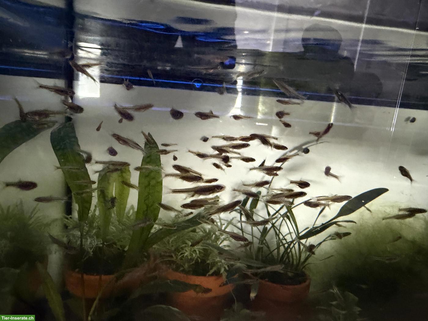 Bild 2: Regenbogenelritzen (Notropis chrosomus) aus Hobbyzucht