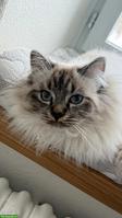 Süsse Perser x Heilige Birma Mix Katze