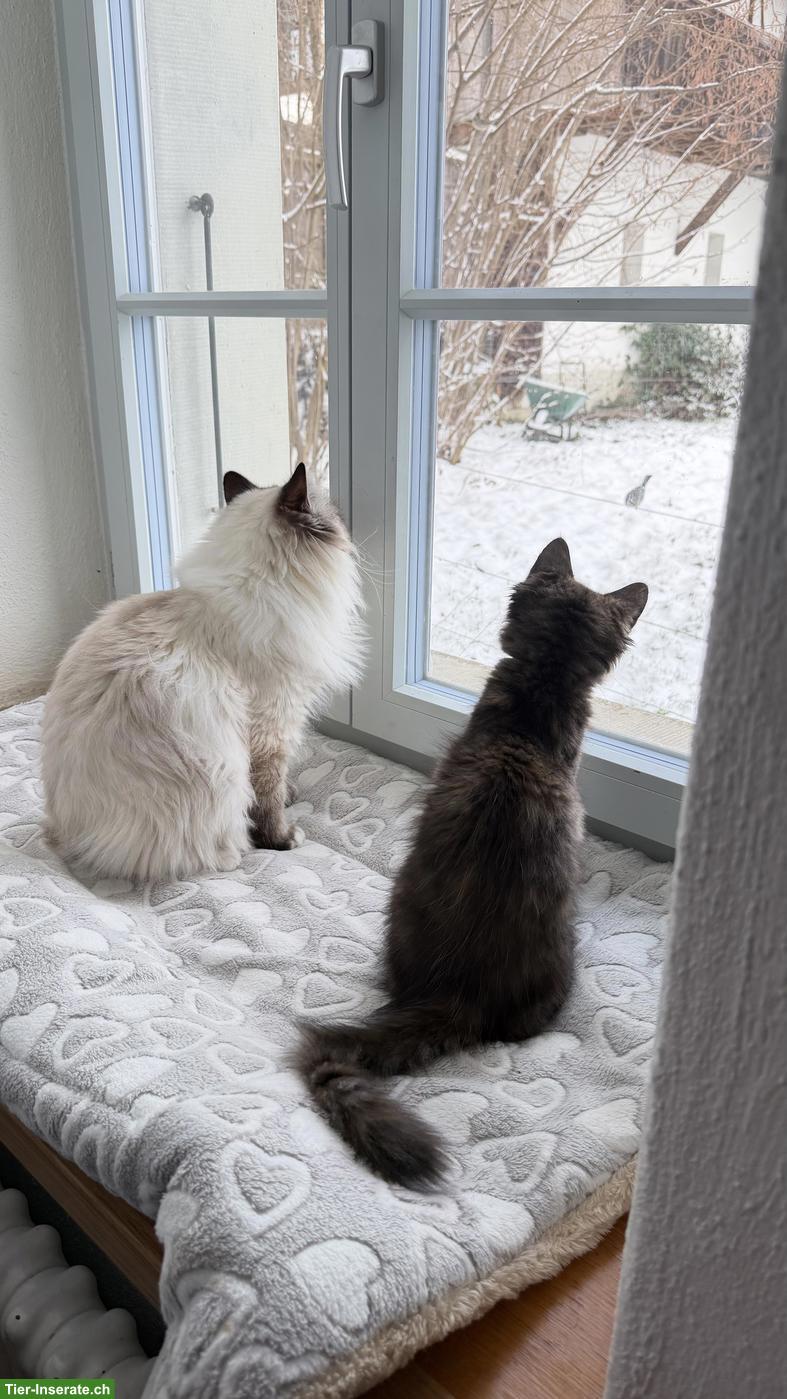 Bild 2: Süsse Perser x Heilige Birma Mix Katze