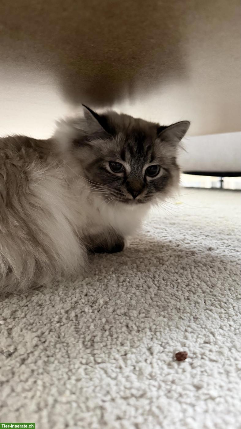 Bild 4: Süsse Perser x Heilige Birma Mix Katze