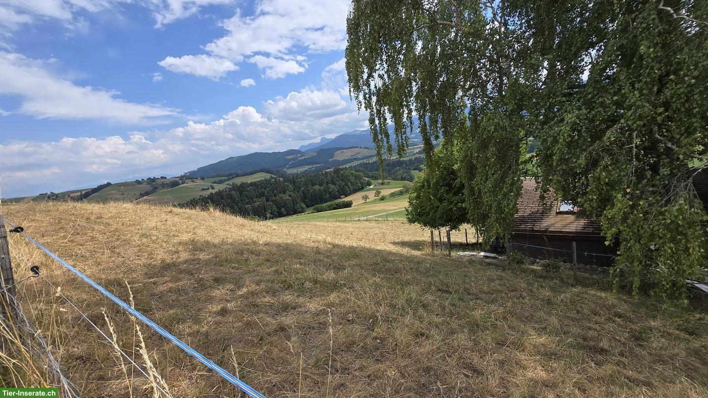 Bild 4: Auslaufbox in Mamishaus BE zu vermieten