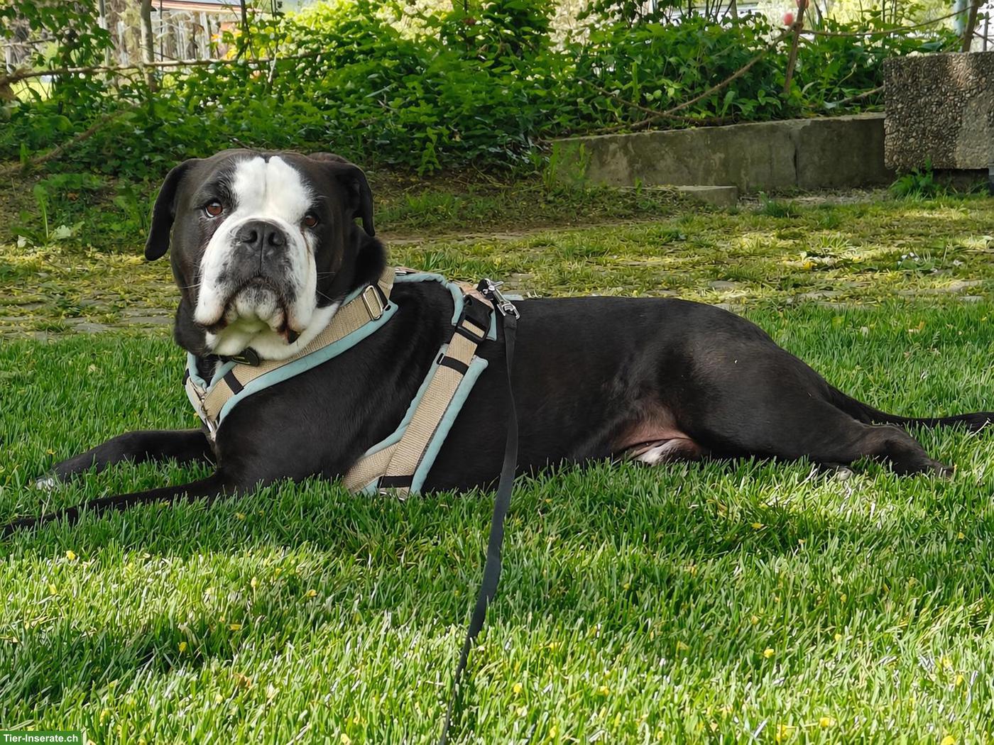 Continental Bulldog Rüde, manchmal bedeutet lieben loszulassen