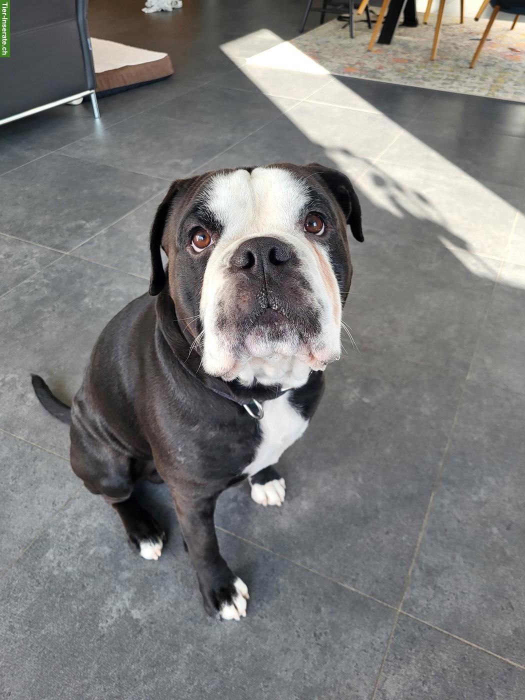 Bild 2: Continental Bulldog Rüde, manchmal bedeutet lieben loszulassen