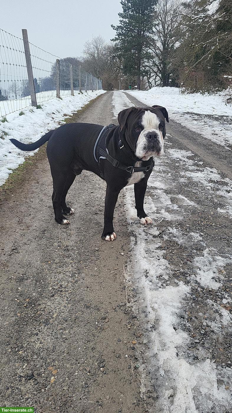 Bild 3: Continental Bulldog Rüde, manchmal bedeutet lieben loszulassen