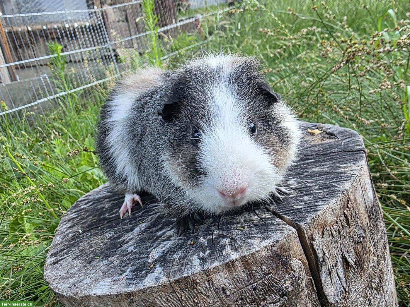Junger US-Teddy Meerschweinchen Bock, nicht kastriert