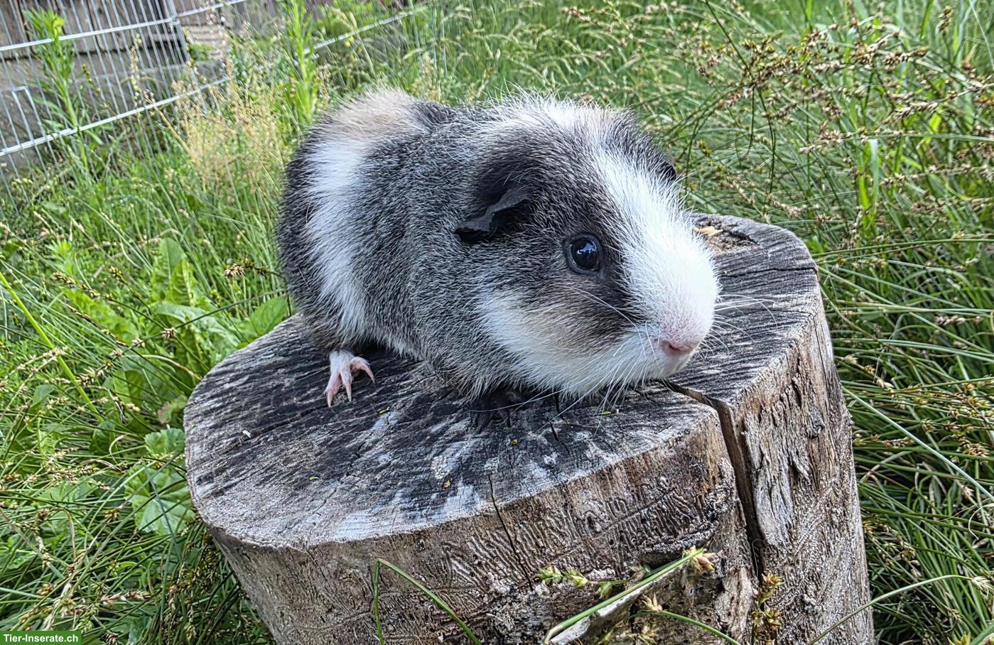 Bild 2: Junger US-Teddy Meerschweinchen Bock, nicht kastriert