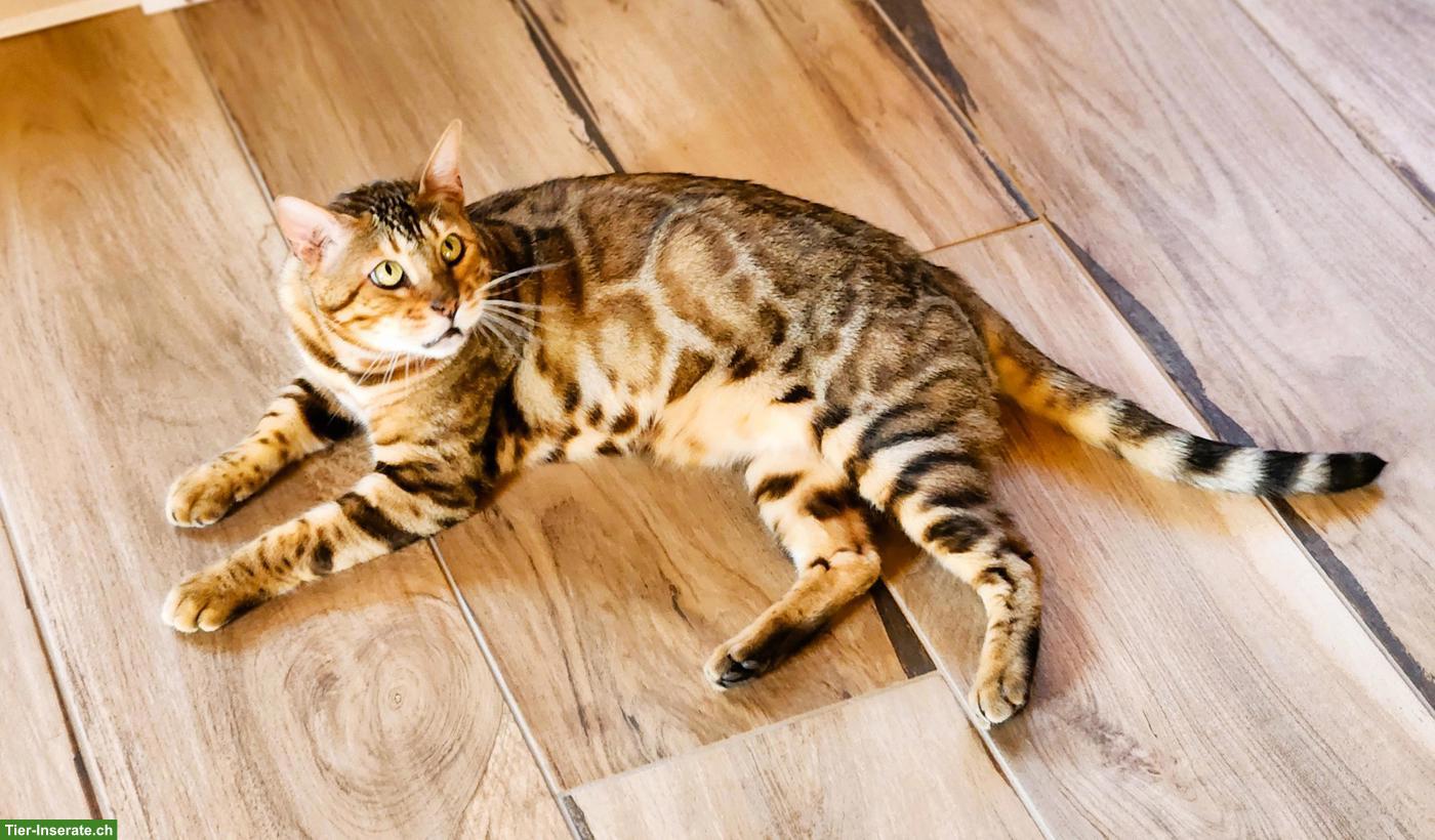 Bengal Kater mit Stammbaum Schweiz