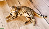 Bengal Kater mit Stammbaum Schweiz