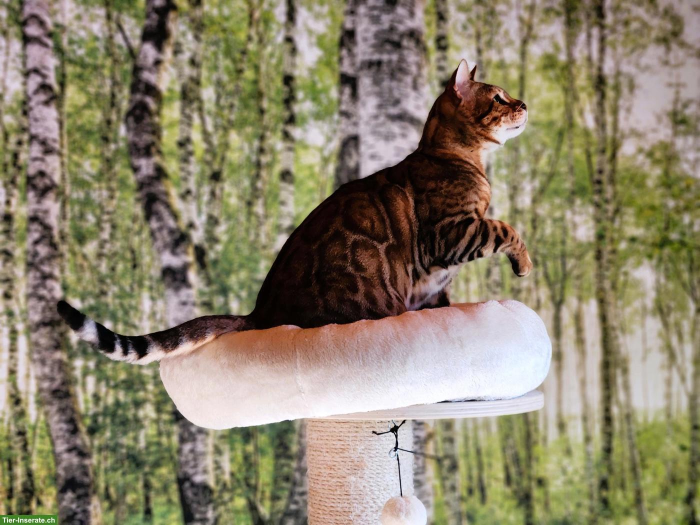 Bild 2: Bengal Kater mit Stammbaum Schweiz