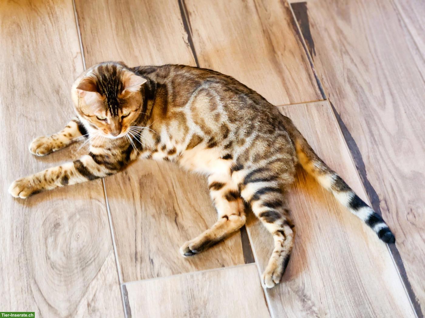Bild 3: Bengal Kater mit Stammbaum Schweiz