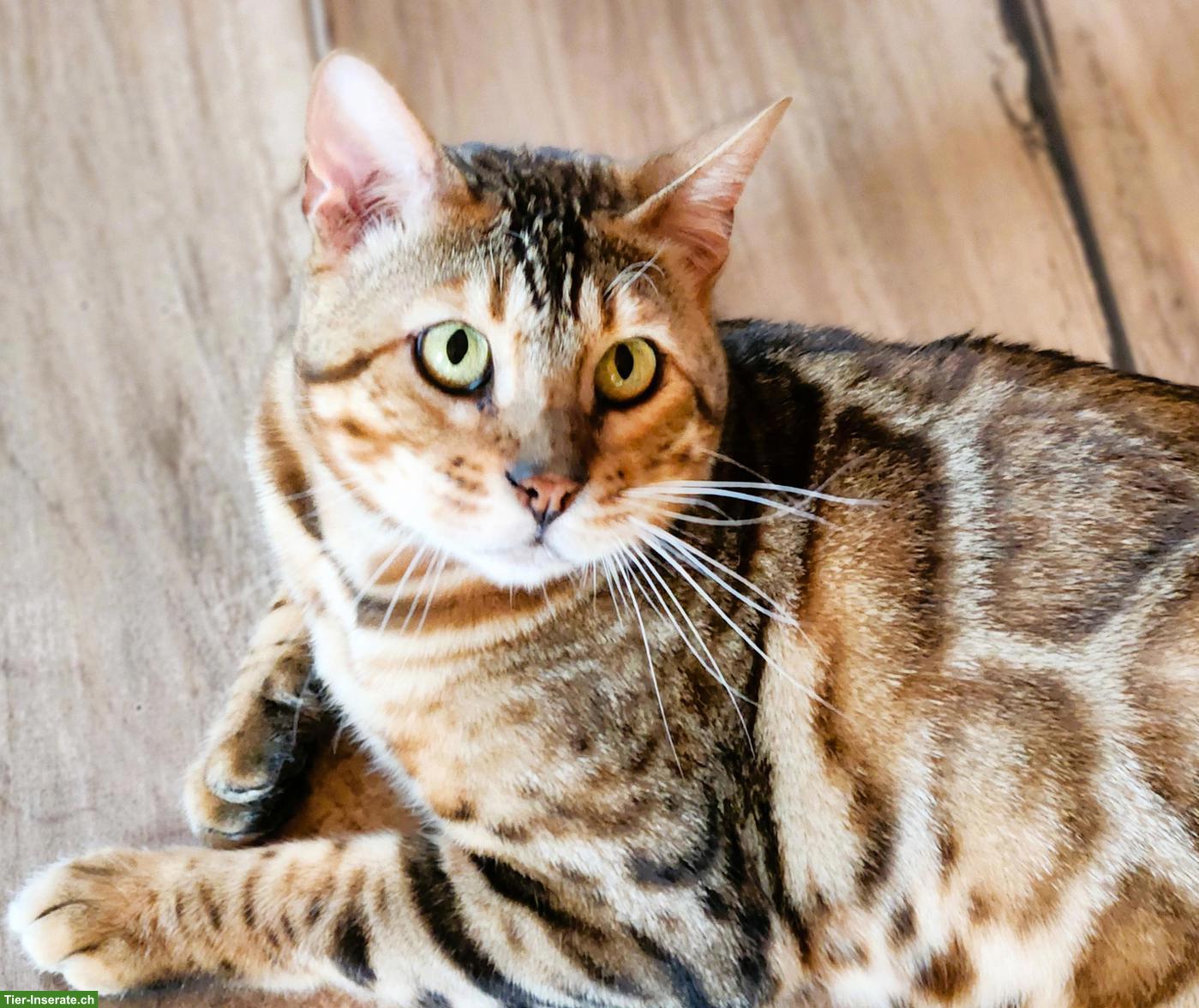 Bild 4: Bengal Kater mit Stammbaum Schweiz