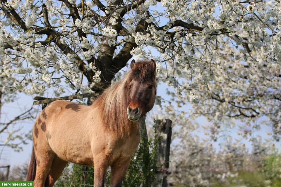 Charmante Islandpferd Stute sucht neues Zuhause (Beisteller)