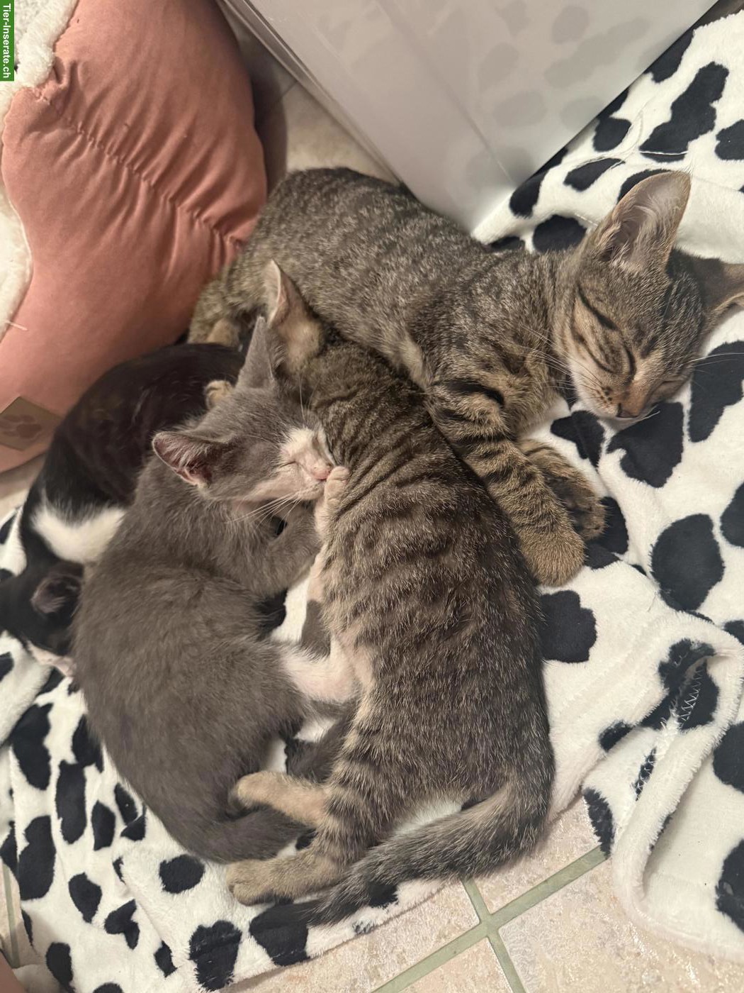 Katzenbabys von der Strasse adoptieren