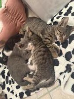 Katzenbabys von der Strasse adoptieren