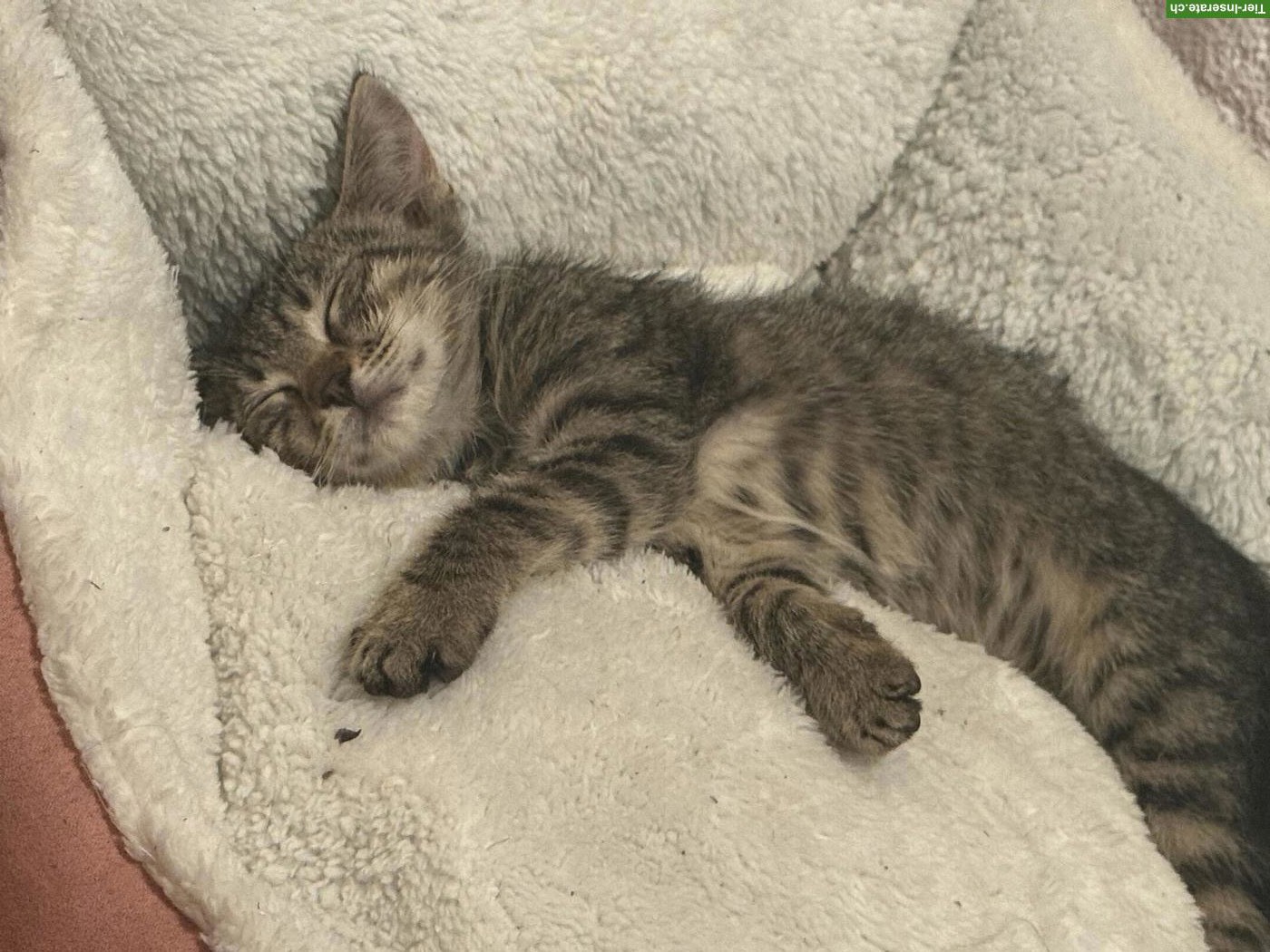 Bild 2: Katzenbabys von der Strasse adoptieren