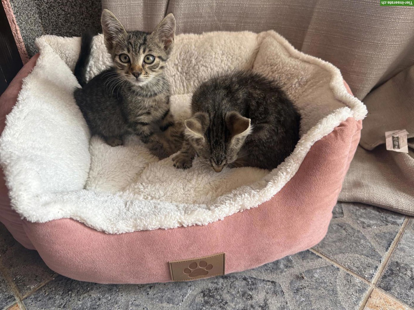 Bild 3: Katzenbabys von der Strasse adoptieren