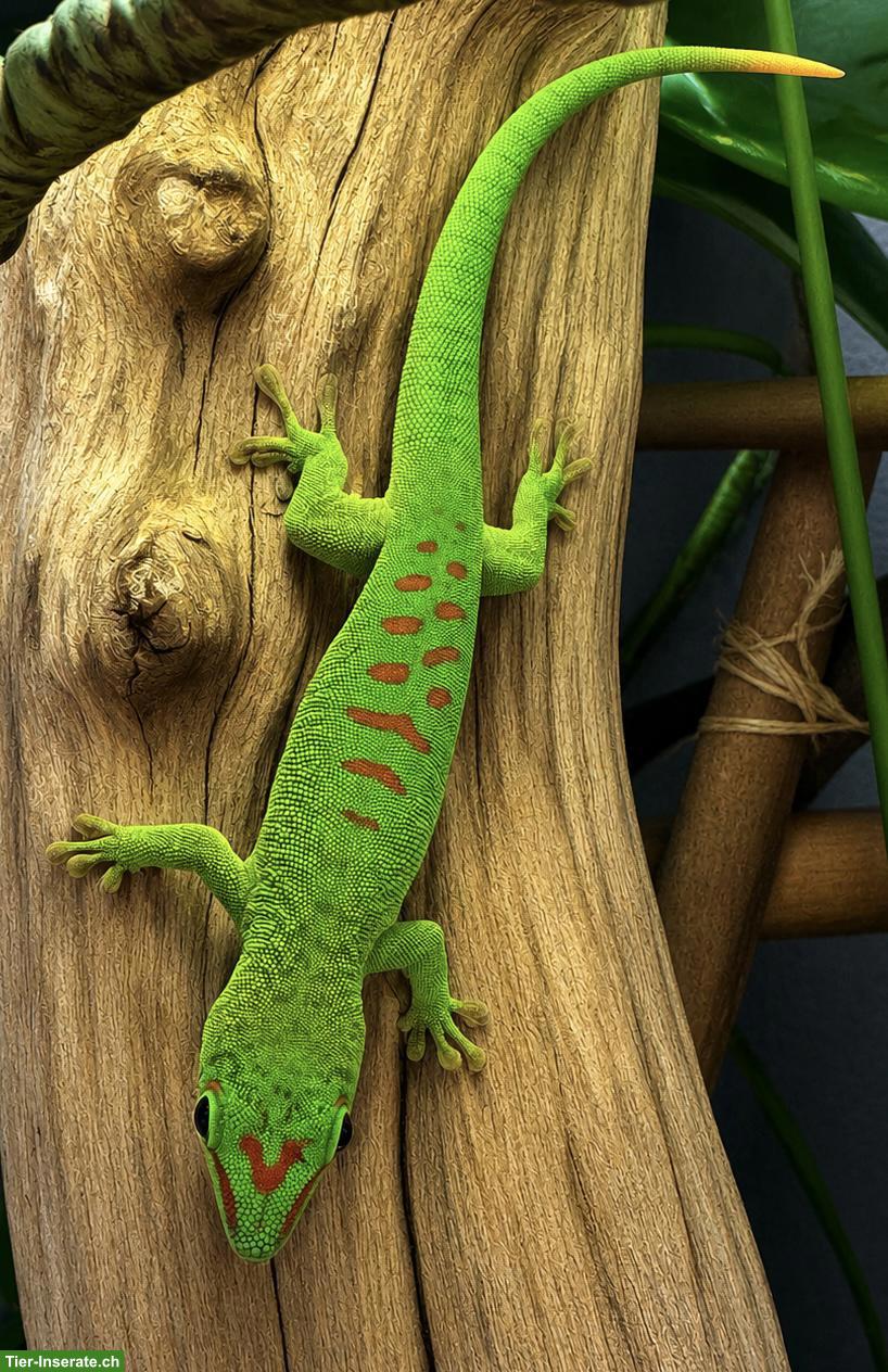 Junger Madagaskar-Taggecko (Phelsuma grandis)