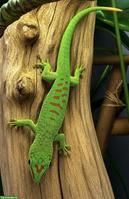 Junger Madagaskar-Taggecko (Phelsuma grandis)