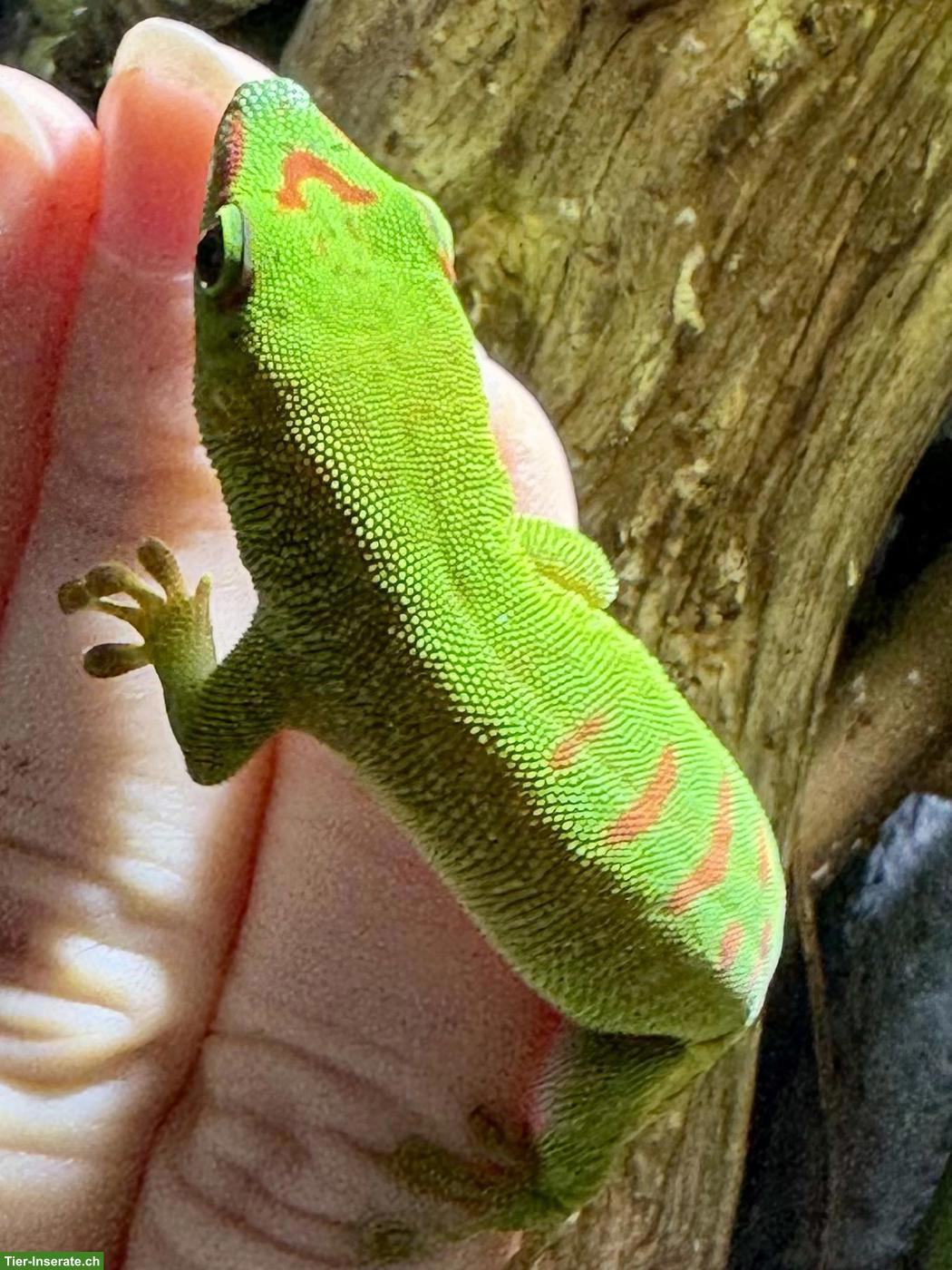 Bild 2: Junger Madagaskar-Taggecko (Phelsuma grandis)