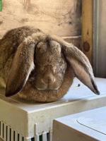 Kaninchen, Deutsche-Riesen x Französische-Widder Mix
