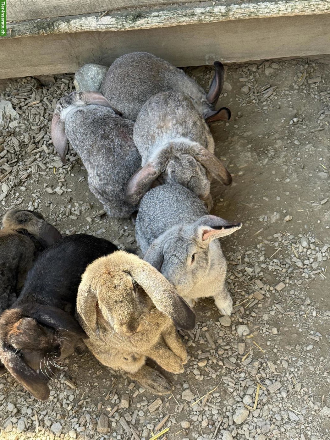 Bild 3: Kaninchen, Deutsche-Riesen x Französische-Widder Mix