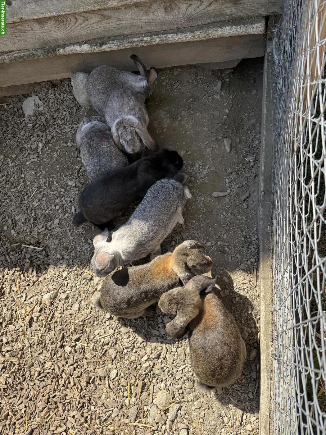 Bild 5: Kaninchen, Deutsche-Riesen x Französische-Widder Mix