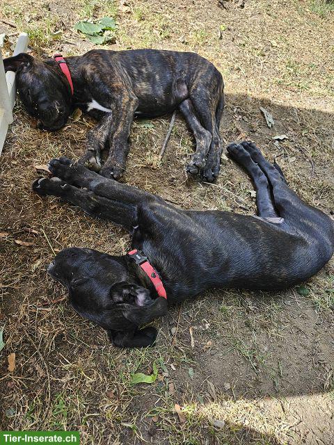 Charmante Boxer x Malinois Mischlingswelpen