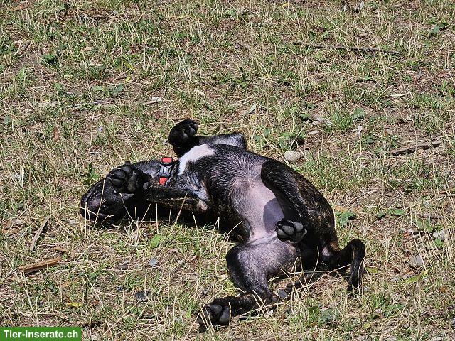 Bild 10: Charmante Boxer x Malinois Mischlingswelpen