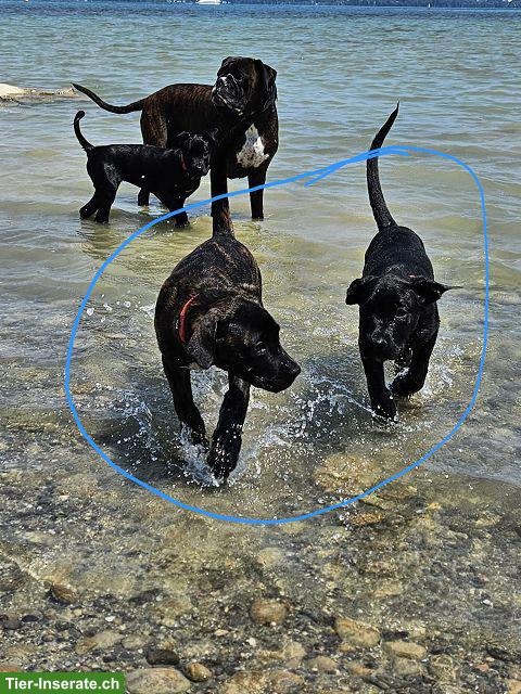 Bild 2: Charmante Boxer x Malinois Mischlingswelpen