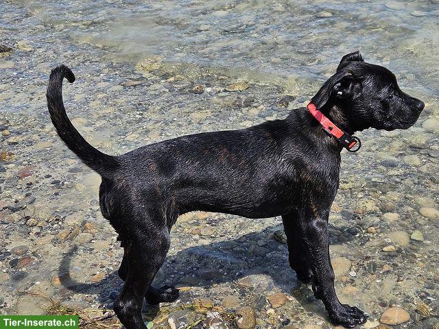 Bild 3: Charmante Boxer x Malinois Mischlingswelpen
