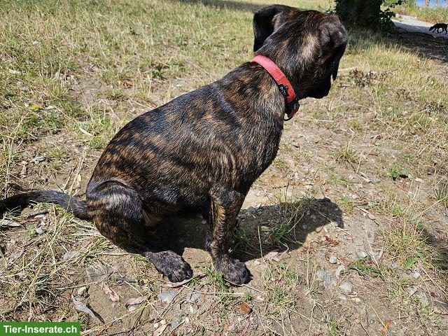 Bild 4: Charmante Boxer x Malinois Mischlingswelpen